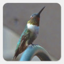 Search for green hummingbird stickers Colourful