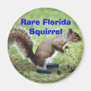 Search for rare magnets Squirrel