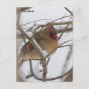 Search for cardinal bird Picture