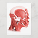 Search for muscles postcards Physiology