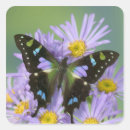 Search for darrell stickers Insect