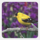 Search for goldfinch stickers Yellow