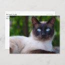 Search for crazy lady postcards Feline