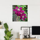 Search for clematis posters Garden