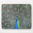 Search for plumage mouse mats Peacock