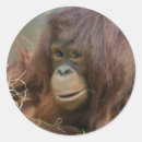 Search for hay stickers Straw