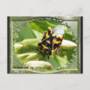 Search for bugs postcards Colourful