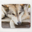 Search for sled dog mouse mats Husky