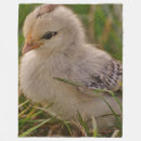 Search for chick easter Feathers