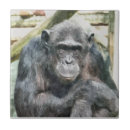 Search for chimpanzees tiles Cute