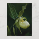 Search for slipper postcards Nature