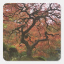 Search for maple stickers Colour