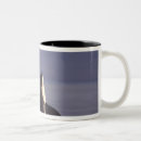 Search for orca killer whale mugs Wildlife