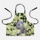 Search for purebred aprons Puppy