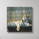 Search for yawn canvas prints Animal