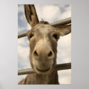 Search for burro posters Funny