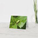 Search for frog note cards Green