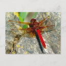Search for red dragonfly postcards Bug