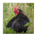 Search for fighting tiles Rooster