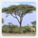 Search for okavango delta stickers Wildlife