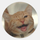 Search for ginger cat stickers Funny