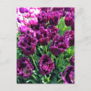 Search for curly postcards Flowers