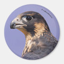 Search for falconer magnets Bird of prey