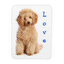 Search for poodle puppy magnets Dog