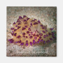 Search for slug magnets Nudibranch