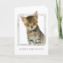 Search for tabby cat birthday cards Cats