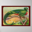 Search for ornithologist posters Bird