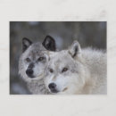 Search for wolves postcards Canine