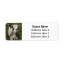 Search for dairy farm return address labels Barn