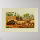 Search for rooster posters Flowers