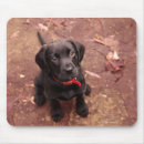Search for weeks mouse mats Animal