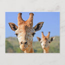 Search for giraffe face postcards Africa
