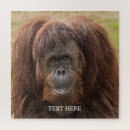 Search for orangutan gifts Monkey