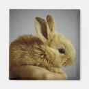 Search for bunnie magnets Baby bunny