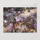 Search for isolated horizontal postcards White