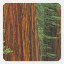 Search for trunks stickers Forest