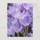 Search for spring crocus vertical postcards Garden