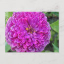 Search for dahlia postcards Purple