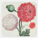 Search for papaver stickers Flowers