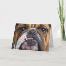 Search for english bulldog cards Animals