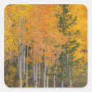 Search for aspen trees stickers Fall