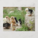 Search for cute easter postcards Baby chicks