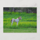 Search for colt postcards Stallion
