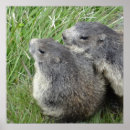 Search for marmot posters Nature