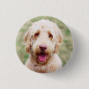 Search for goldendoodle badges Cute
