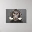 Search for chocolate labrador canvas prints Studio shot